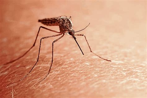 Second mosquito with West Nile Virus found, health leaders share prevention tips